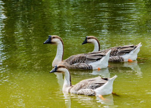 Grey Goose swimming in a large pond.