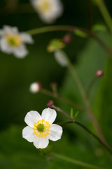 Obraz na płótnie Canvas Macrophotographie d'une fleur sauvage: Renoncule a feuilles d'aconit (Ranunculus aconitifolius)