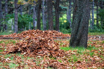 Fallen yellow leaves in beautiful fall park are gathered in a pile/stack. Autumn comes after summer. green and yellow colors