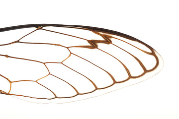 Cicada Wings Macro