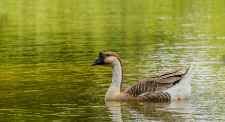 Obraz premium Grey Goose swimming in a large pond.