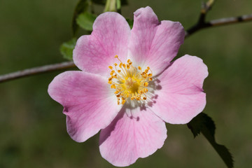 Macrophotographie d'une fleur sauvage: Rosier de France (Rosa gallica)