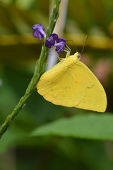 Yellow butterfly on a purple flower
