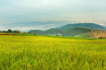 Obraz premium Rice terraces