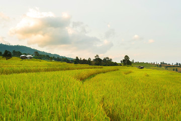 Fototapeta premium Rice terraces
