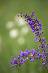 Macrophotographie d'une fleur sauvage: Sauge des pres (Salvia pratensis)