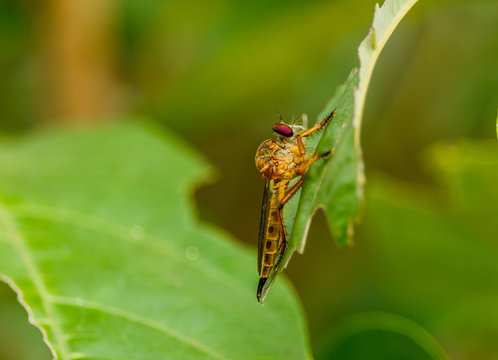 Macro of roberfly on green leaf