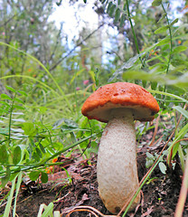 Large edible mushroom grows in the woods in the grass