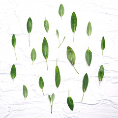 Closeup  fresh sage leaves on white wooden background . Alternat