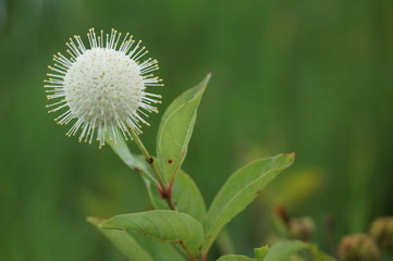 buttonbush flower in the swamps of the southern united states
