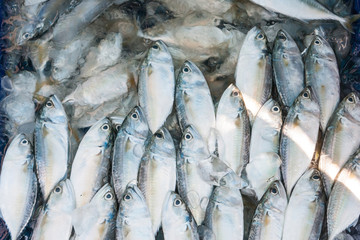 Mackerel For Sale / Freshness Mackerel For Sale On The Fresh Market At Angsila In Chonburi, Thailand.