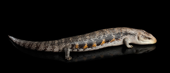Eastern Blue-tongued Skink, Tiliqua scincoides, isolated on Black background with reflection