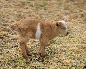 Baby Miniature Goat