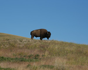 Bison