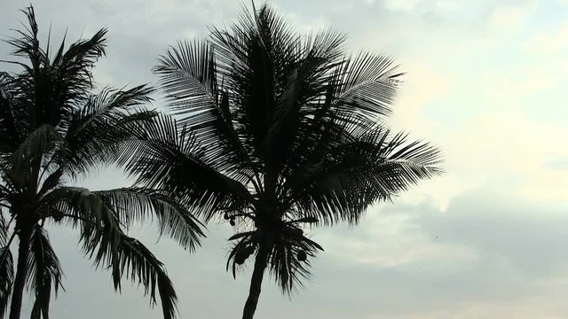 Tops Of Coconut Trees Silhouetted Against Cloudy Sky Kona Hawaii
