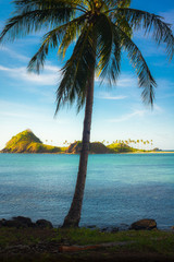 Coconut Tree and Island