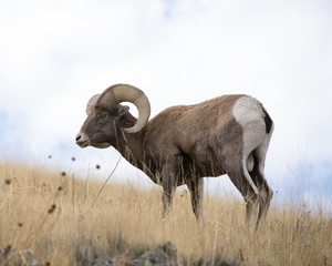 Naklejka na ściany i meble Bighorn Sheep