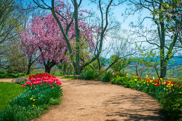 Colorful Tulip Flowers on Monicello Garden Path - Springtime in Charlottesville, Virginia