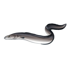 Eel, Isolated Illustration