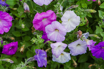 Dew water drops on a purple flower.