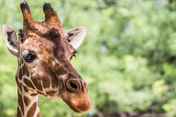 Portrait of a giraffe with green trees leaves in background