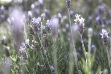 Closeup on lavender herb green and purple outside monochrome
