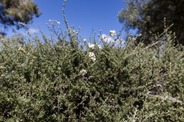 Inflorescence of white flowers on green bush background and blue sky