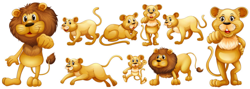 Set of wild lions