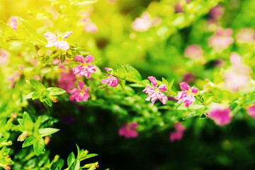 Vintage landscape nature flower background