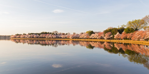 Fototapeta na wymiar Peak of cherry blossom around Tidal Basin in Washington DC, USA. Morning during the cherry blossom festival in US capital.