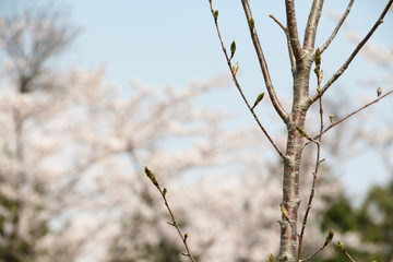 sakura