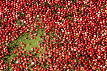 Cranberry harvest