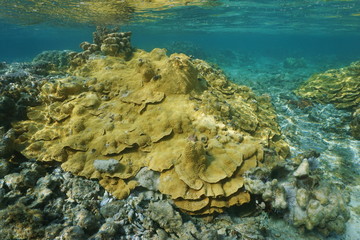 Rice coral Montipora underwater in shallow water of the lagoon of Vitaria, Rurutu island, Pacific...