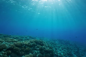 Poster Onderwater koraalrif oceaanbodem met zonlicht door wateroppervlak, natuurlijke scène, voorrif van Huahine eiland, Stille Oceaan, Frans-Polynesië © dam