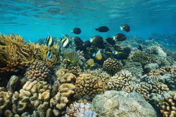 Naklejka na ściany i meble Underwater coral reef with shoal of colorful tropical fish in shallow water, Rangiroa lagoon, natural scene, Pacific ocean, French Polynesia