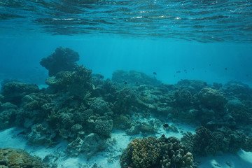Fototapeta na wymiar Underwater coral reef on a shallow ocean floor, natural scene, Rangiroa lagoon, Tuamotu, Pacific ocean, French Polynesia