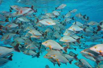 Underwater sea, shoal of fish humpback red snapper, Lutjanus gibbus, Rangiroa, Tuamotu, Pacific ocean, French Polynesia