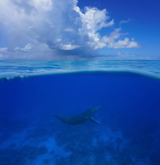 Naklejka premium Above and below sea surface, a humpback whale underwater with cloudy blue sky split by waterline, Pacific ocean, Rurutu island, Austral archipelago, French Polynesia