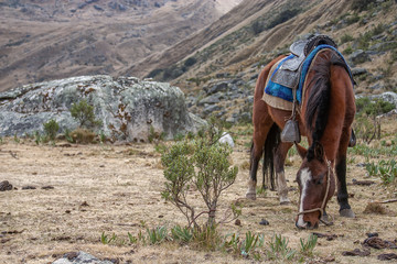 Saddled horse grazing in the mountains in Peru's region of Huaraz.