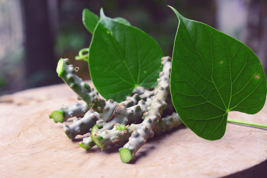 Tinospora cordifolia herb (Heart-leaved moonseed, guduchi, giloy, crispa) on wooden background.