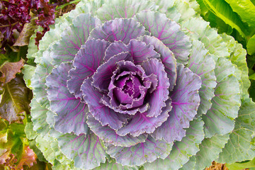 Ornamental cabbage in vegetable garden