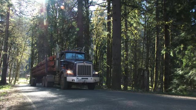 Logging truck with full load of fresh cut trees driving up forest road in Pacific Northwest, Oregon.