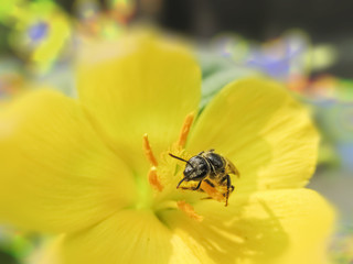 Honey bee coolecting food in the morning.