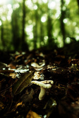 Nature in Kew Mae Pan nature trail