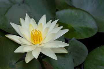 A white water lily in a pond.