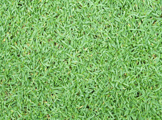 Grass