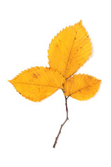 Autumn leaf on white background
