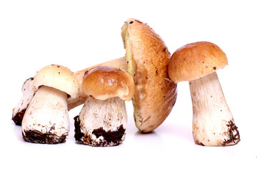 Wild raw mushrooms on white background