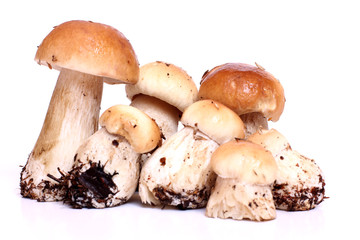 Wild raw mushrooms on white background