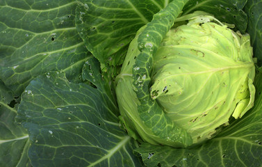 Fototapeta premium cabbage in the gardenn, leaves with holes, eaten by pests